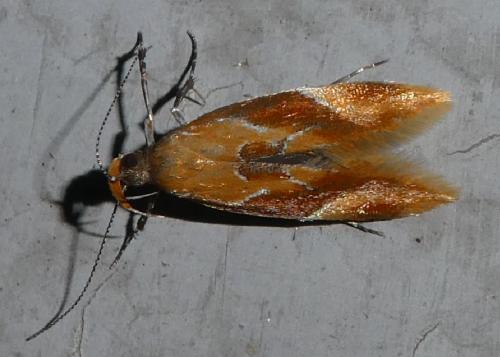 Réf. 262 374 : Epicallima formosella